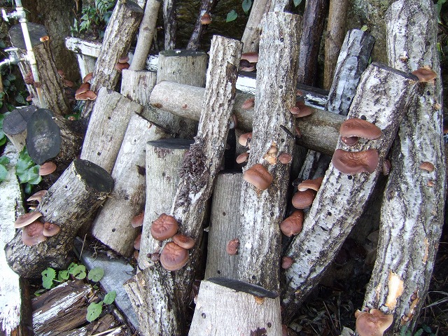 ファイル 13-1.jpg