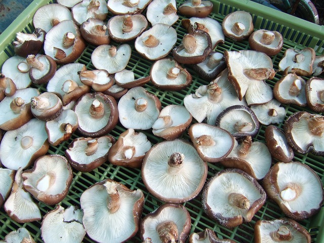 ファイル 13-2.jpg