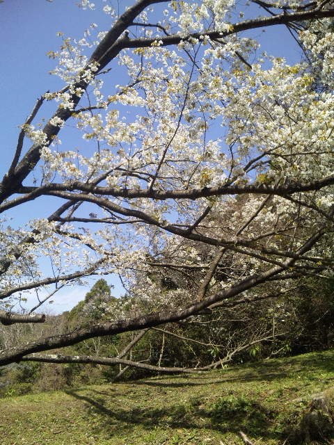 ファイル 18-1.jpg