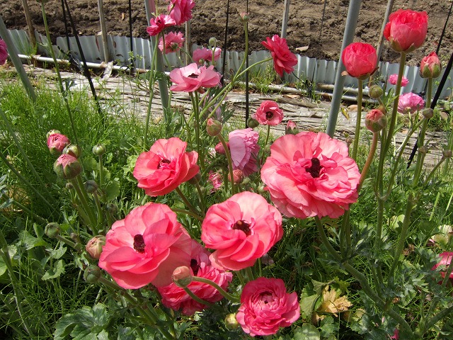 ファイル 19-4.jpg