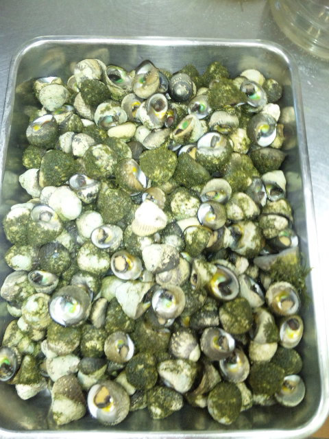 ファイル 28-1.jpg