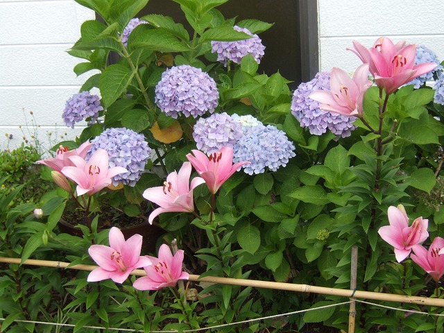 ファイル 29-2.jpg