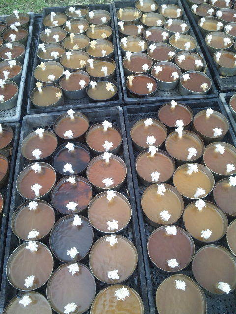 ファイル 45-3.jpg