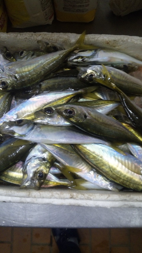 ファイル 46-1.jpg