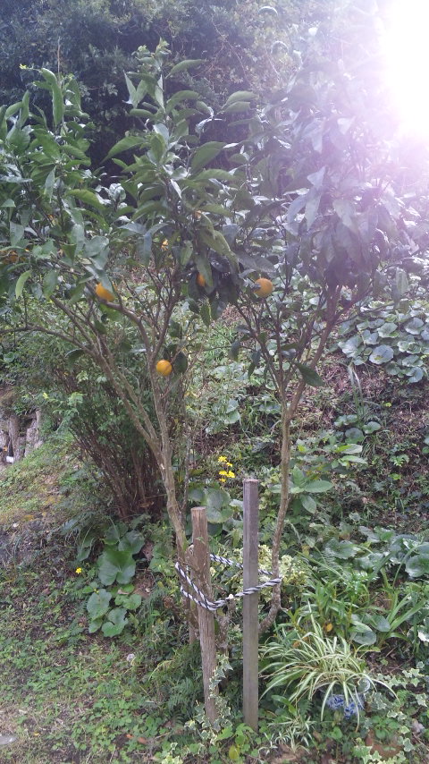 ファイル 48-1.jpg