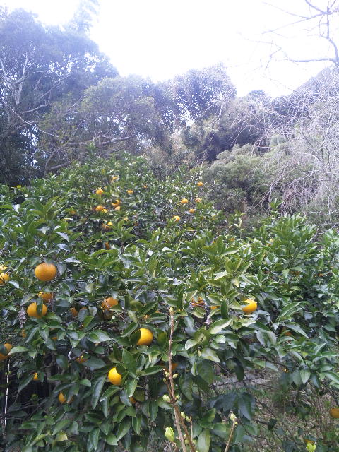 ファイル 57-1.jpg