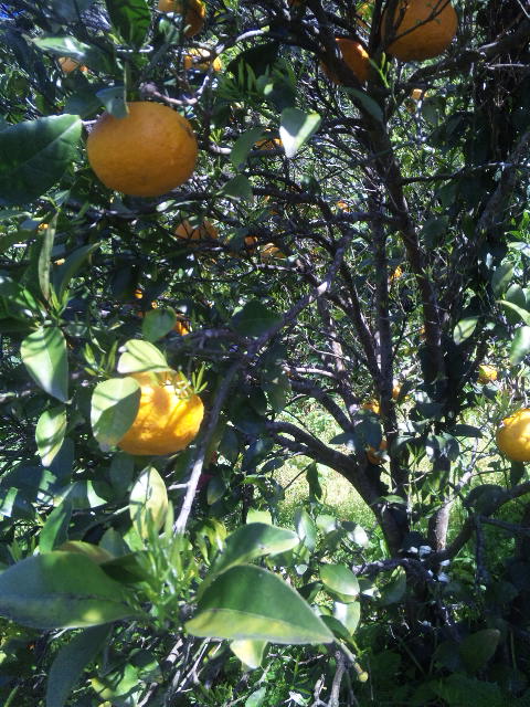 ファイル 58-2.jpg