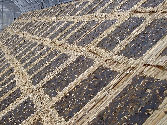 ファイル 8-2.jpg